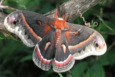 Hyalophora cecopria