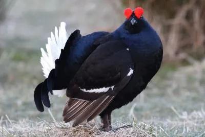 Gallo forcello