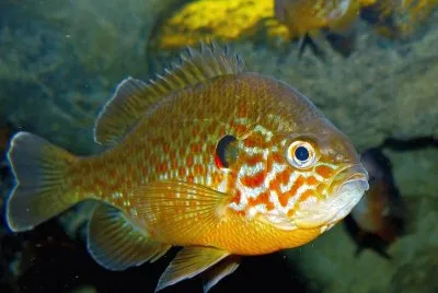 Persico sole