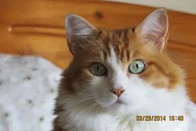 Mi mascota Catalina