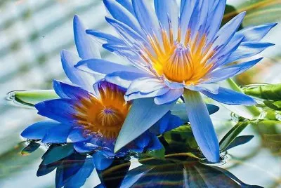 flores
