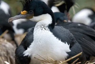 Cormorano imperiale