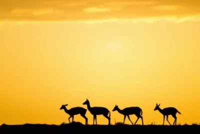 Savane