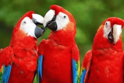 Animales