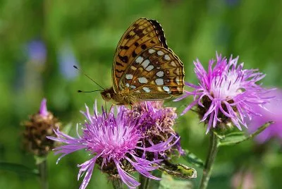 Argyinnis adippe