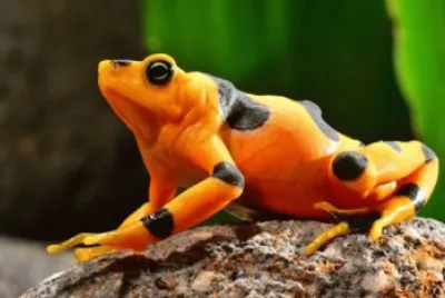 Animales