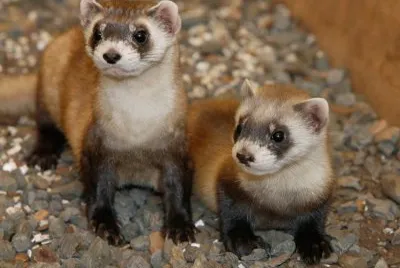 Animales