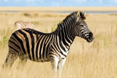 פאזל של Animales