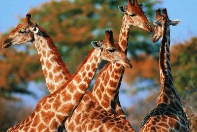 Animales jigsaw puzzle