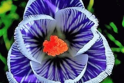 flores