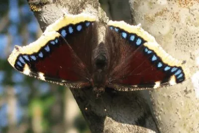 Lepidoptera