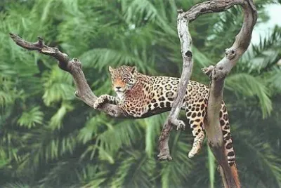 natural jigsaw puzzle