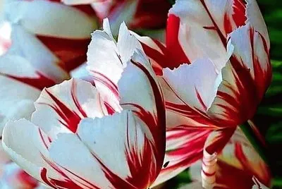 flores