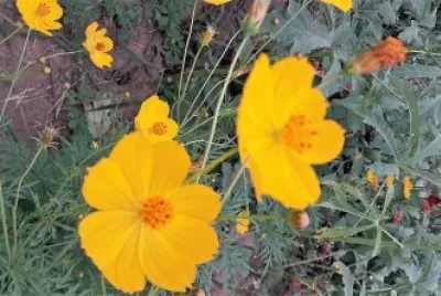 flores jigsaw puzzle