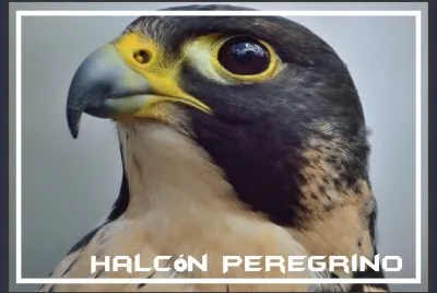 HalcÃ³n Peregrino