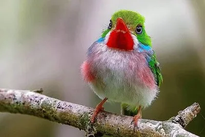 natural
