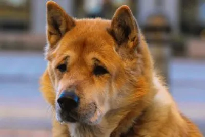 Santa Pola.Alicante. jigsaw puzzle