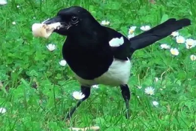 Pie