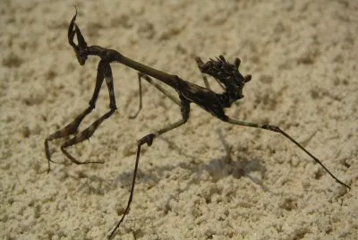 Empusa pennata