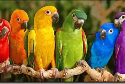 Colorful Parrots