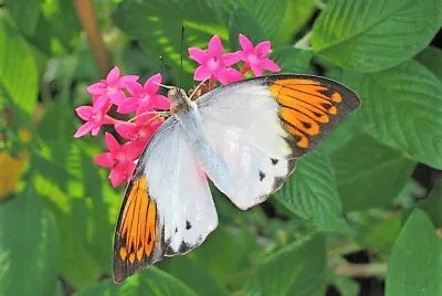 natural