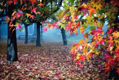 colorful landscape , flowers