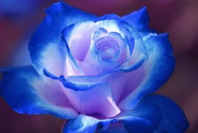 blue flower