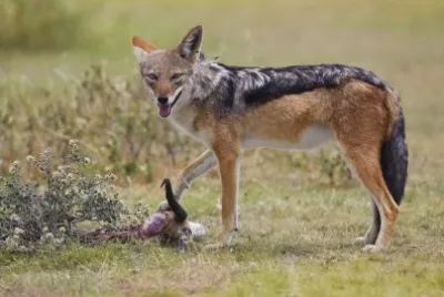 Sciacallo dalla gualdrappa