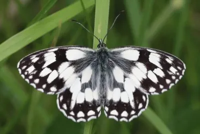 Melanargia galatea