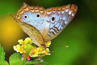 natural