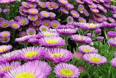 flores