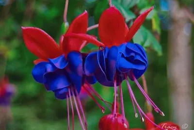 flores