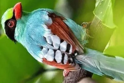 natural