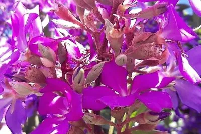 flores