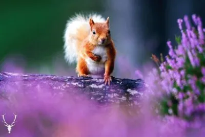 natural jigsaw puzzle