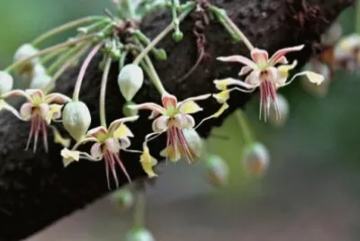 Fleur de cacao