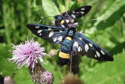 Amata phegea
