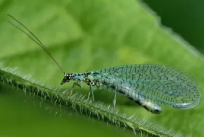 Green lacewing