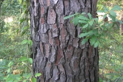 Nature jigsaw puzzle
