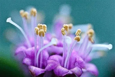 flores