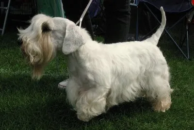 Terrier sealykam