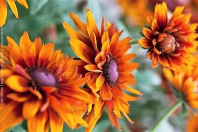 flores