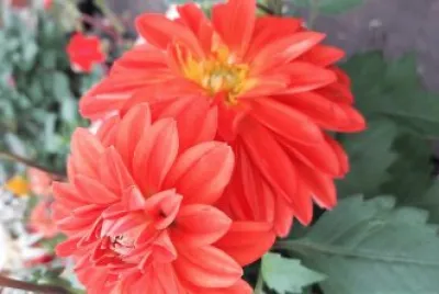 flores