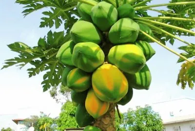 frutas jigsaw puzzle