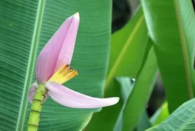 Fleur de bananier