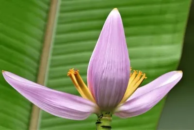 Fleur de bananier