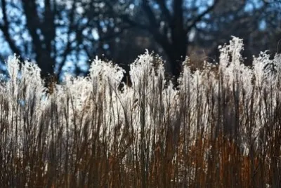 Nature jigsaw puzzle
