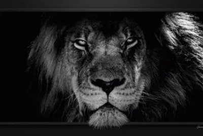 Lion 2