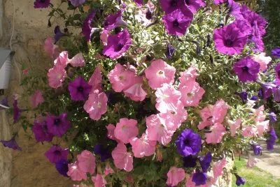 Petunias