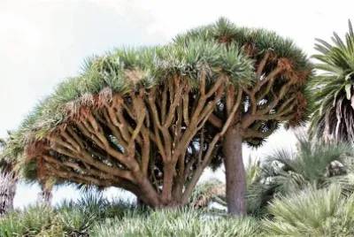 natural jigsaw puzzle